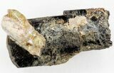 Fluoro-Magnesiokatophorite crystal - Ontario, CA #37801-1